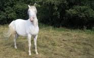 Cheval pour tous en Chambaran